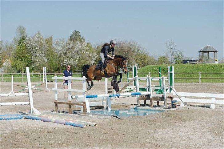 Hollandsk Sportspony Kebior kebir vant heukske - Første gang han springer stort vand! Tog det i første forsøg <3 ynglings pony billede 1