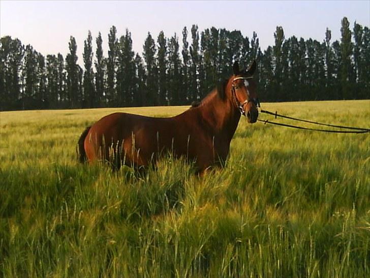 New Forest Orchid's Zaina ½ b pony **SOLGT** - foto caroline høj.. ude i mark billede 8