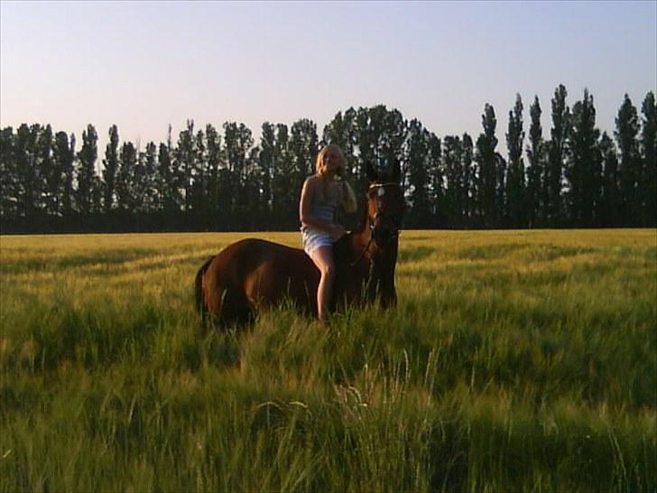 New Forest Orchid's Zaina ½ b pony **SOLGT** - foto caroline høj.. ude i mark billede 9
