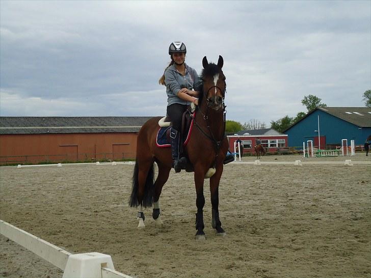 Hollandsk Sportspony Kebior kebir vant heukske - Smukke pony <3 billede 3