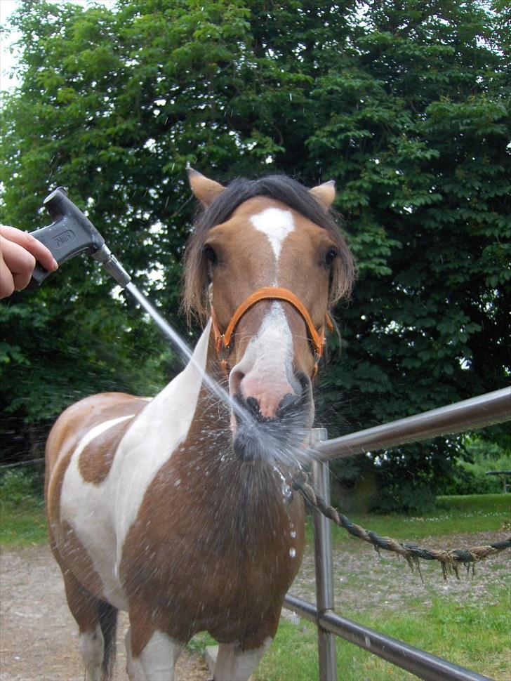 Irish Cob Crossbreed Bambie blue billede 5