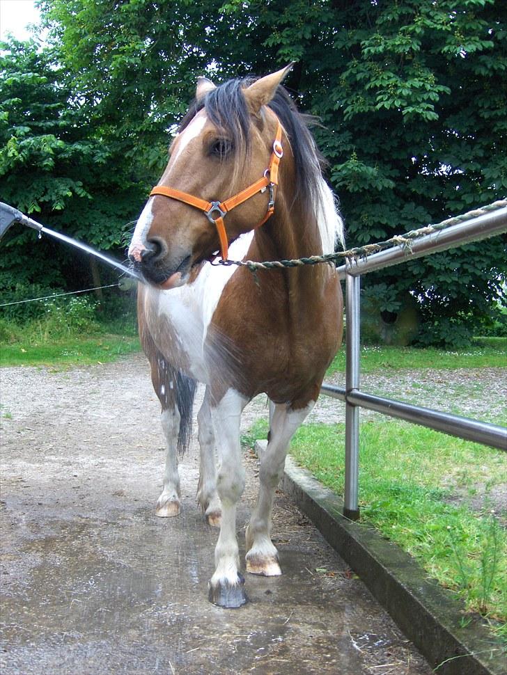 Irish Cob Crossbreed Bambie blue billede 6