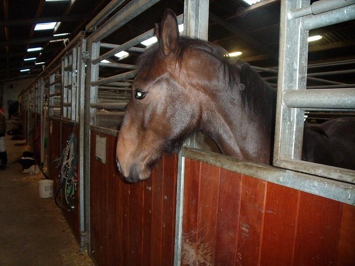 Dansk Varmblod Lady Limelight billede 12