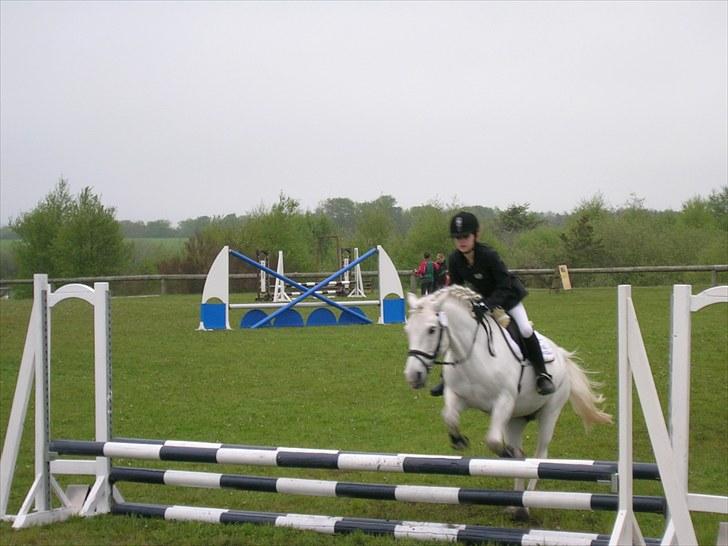 Anden særlig race lady Solgt:'( - Det er ikke højden der går det svært, men hvordan man klarer opgaven sammen. jeg skriver dette med tåre i øjnene, da jeg har under en uge tilbage med Lady, hun har lært mig alt og har været den bedste hest jeg nogen sinde har haft! Dette siger jeg med hje billede 6