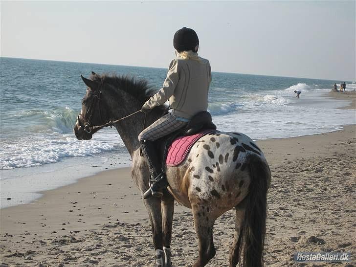 Anden særlig race Merlot Solgt+Savnet:'( - Mig og Merlot ved Vesterhavet(; billede 10