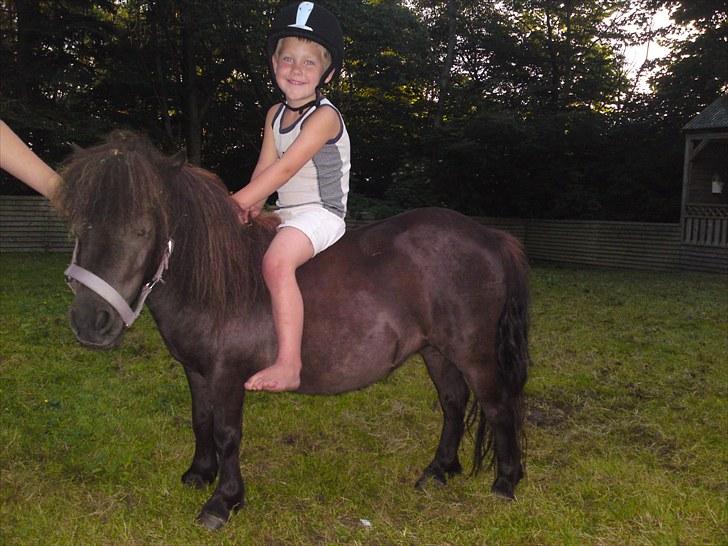 Shetlænder Ronja - Camilla´s lillebror Mikkel får en lille træk tur på Ronja. :o)  billede 17