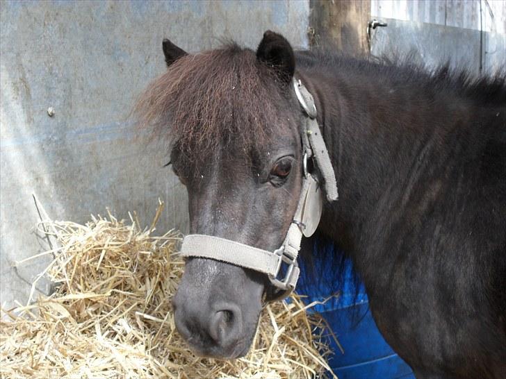 Dansk Miniature Schack´s After Mee billede 9