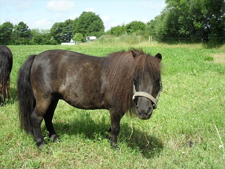 Dansk Miniature Schack´s After Mee billede 10