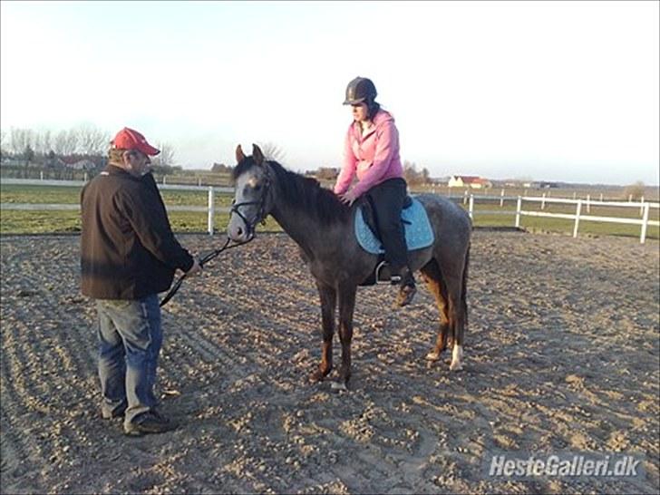 Anden særlig race To-Scor Surprise  SOLGT billede 11