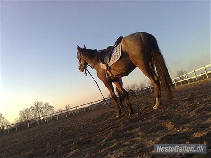 Anden særlig race To-Scor Surprise  SOLGT billede 12