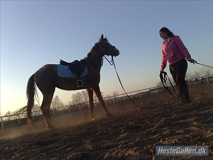 Anden særlig race To-Scor Surprise  SOLGT billede 13