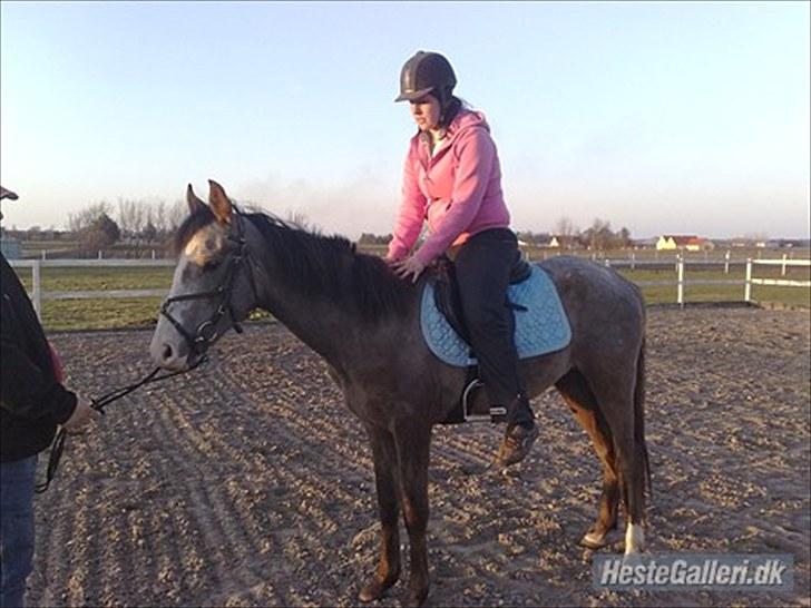 Anden særlig race To-Scor Surprise  SOLGT billede 14