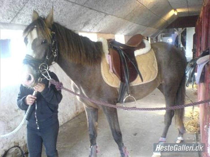 Anden særlig race To-Scor Surprise  SOLGT - Som 1 års :) billede 15