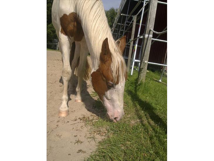 {{currentPhoto.altText}} billede {{currentPhoto.number}}