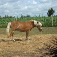 Haflinger abel