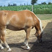 Haflinger abel
