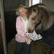 Welsh Pony (sec B) Amanda's Elvera