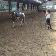 Anden særlig race Marco Soul *solgt*