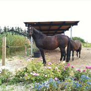 Hannoveraner Cabale (Afdød)