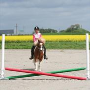 Islænder Lamorra *gammel halvpart* 