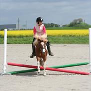 Islænder Lamorra *gammel halvpart* 