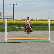 Islænder Lamorra *gammel halvpart* 