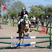 Welsh Pony af Cob-type (sec C) Åvangs Petrus R.I.P.