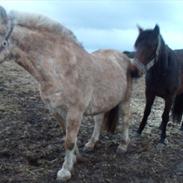 Fjordhest Casper Allimac