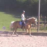 Welsh Pony af Cob-type (sec C) Åvangs Petrus R.I.P.