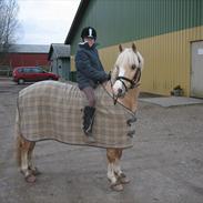 Welsh Pony af Cob-type (sec C) Åvangs Petrus R.I.P.