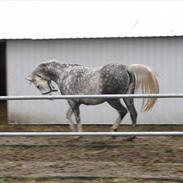 DSP Fairlys Pretty Lady gml.p