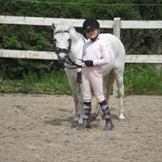 Welsh Mountain (sec A) MiaMaja