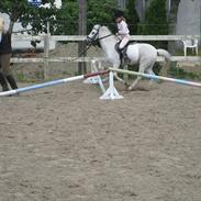 Welsh Mountain (sec A) MiaMaja