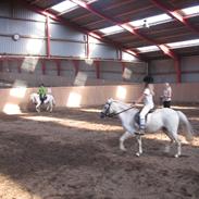 Welsh Mountain (sec A) MiaMaja