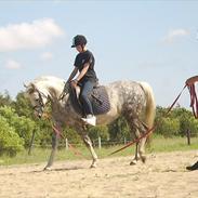 DSP Fairlys Pretty Lady gml.p