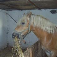 Haflinger abel