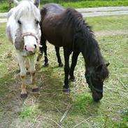 Anden særlig race Hestely'S Nina