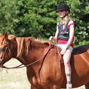 Anden særlig race Lancelot