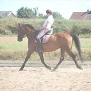 Anden særlig race SugarBabe