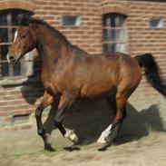 Arabisk fuldblod (OX) Farouk