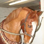 Frederiksborg Guldfax 9406960 DK Frb