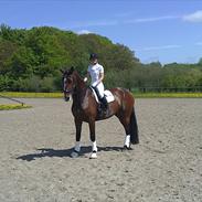 Dansk Varmblod Romance A.B.