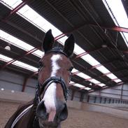 Dansk Varmblod Romance A.B.