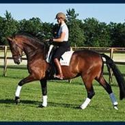 Dansk Varmblod Romance A.B.