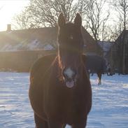 Oldenborg Line Hornbæk
