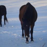 Oldenborg Line Hornbæk