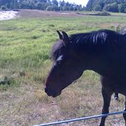 New Forest Jesti Pickwick