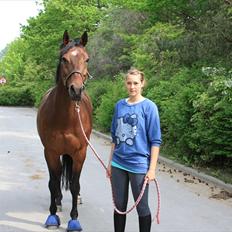 Dansk Varmblod Romann