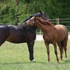 Anden særlig race Rosa 