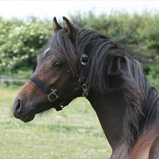 Welsh Pony (sec B) Barnhoeve's Beau (Bøv)